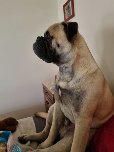 Customer photo review of Ruff Skin Salvation - Skin repair balm for dogs