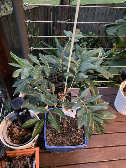 Customer photo review of Longanberry