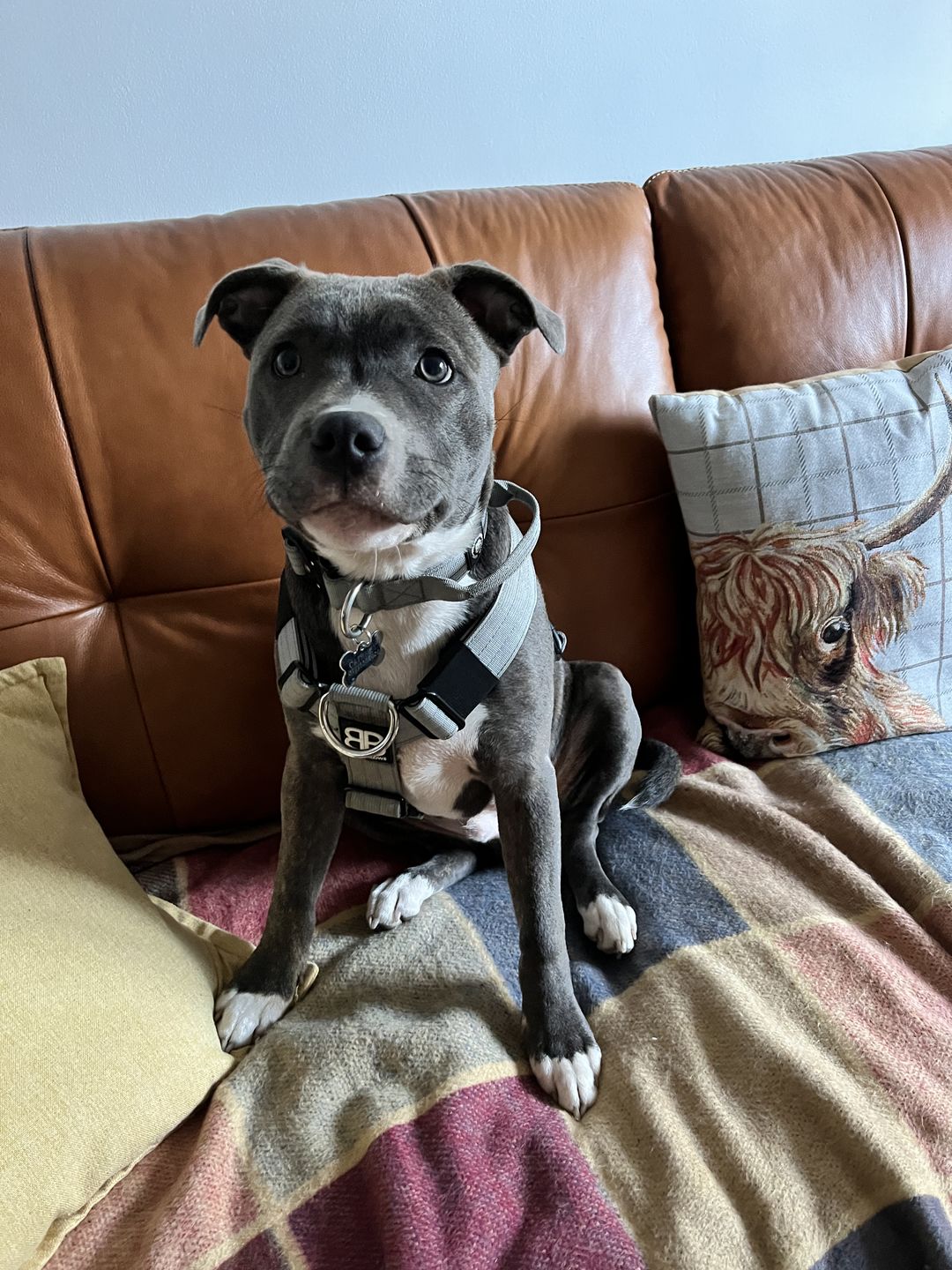 Customer photo review of TRI-Harness® | Anti-Pull, Adjustable & Durable - Dog Trainers Choice - Metal Grey v2.0