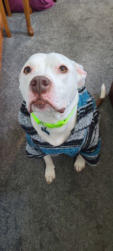 Customer photo review of Playa Poncho - Surprise Color