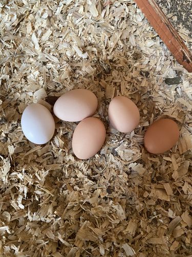 Customer photo review of GrubTerra Dried Black Soldier Fly Larvae