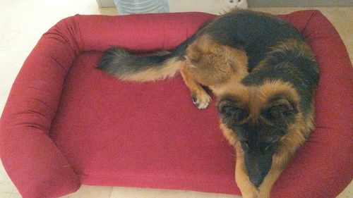 Customer photo review of Soft Foam Pet Couch - Rabbinic