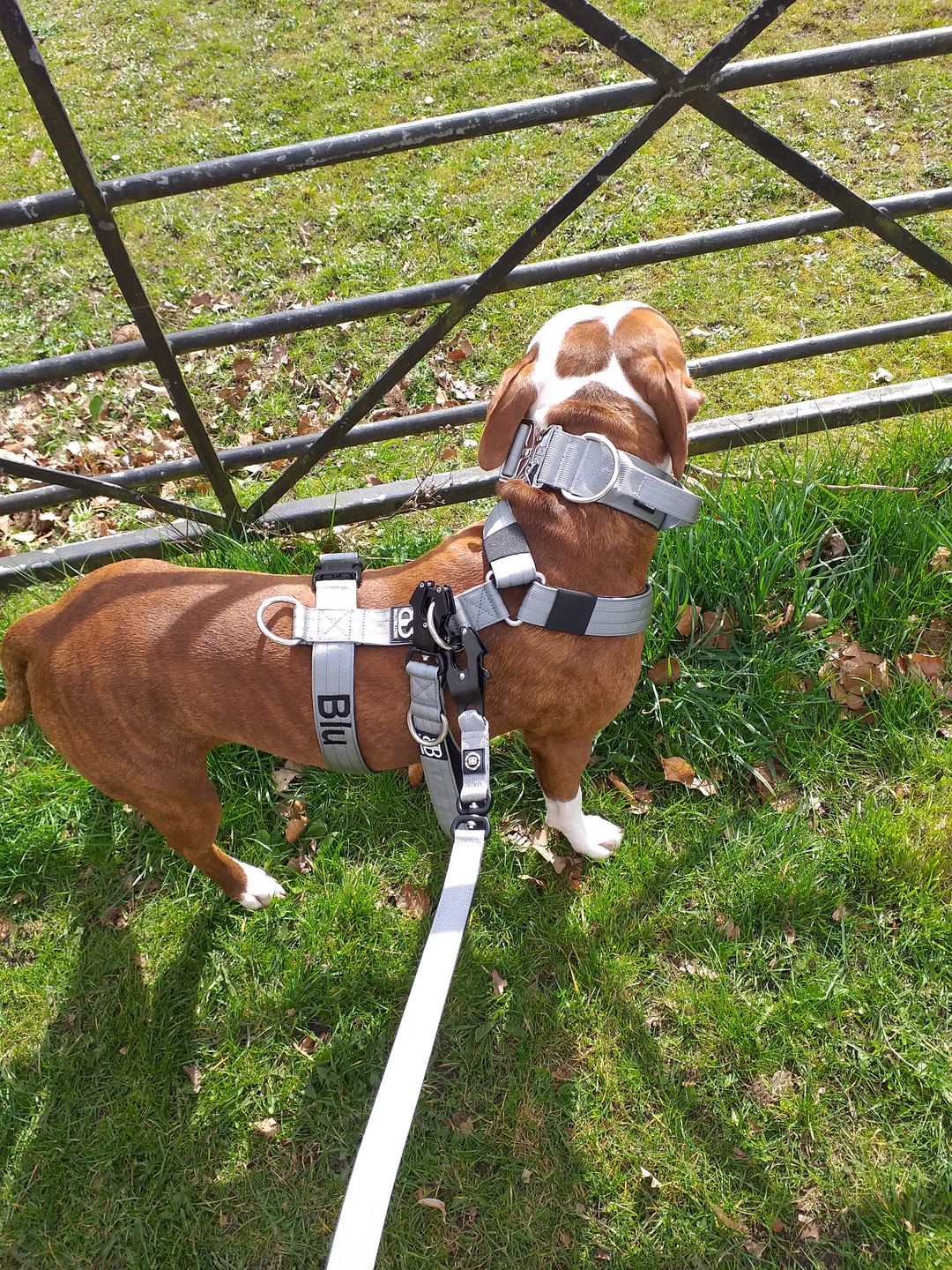 Customer photo review of 1.4m Swivel Combat Lead | Neoprene Lined, Secure Rated Clip with Soft Handle - Metal Grey