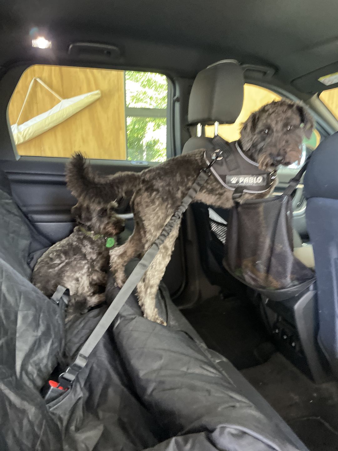 Customer photo review of Pet Seat Belt