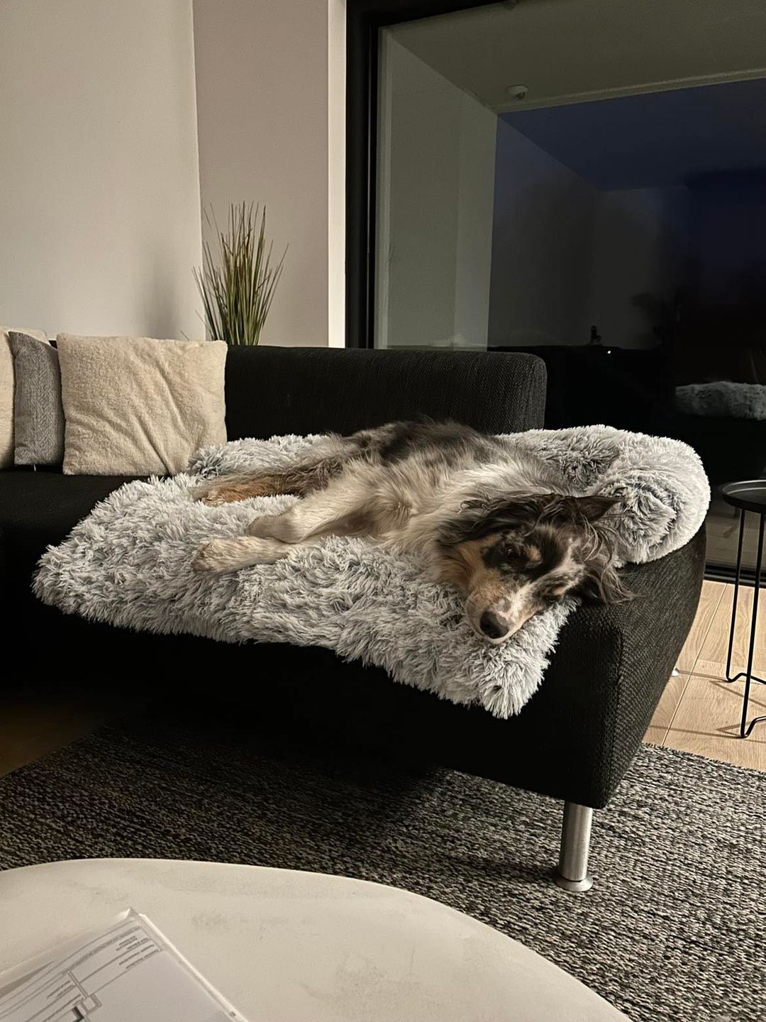 Customer photo review of Coussin Protecteur & Ultra Confortable PuppySafe