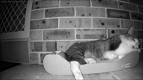 Customer photo review of Pawz Pet Smart Feeder with Camera 6L