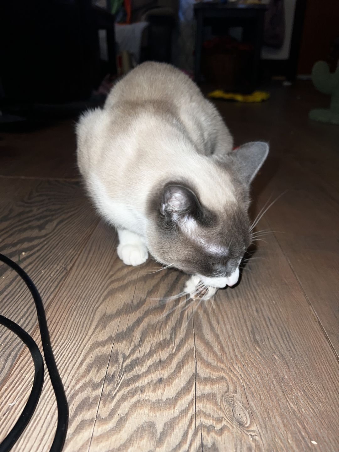 Customer photo review of Mini Rabbit Feet
