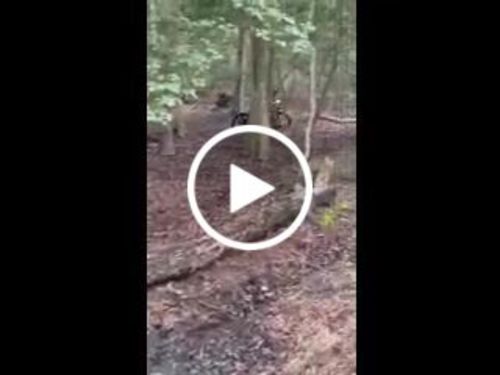 Customer video review of Sur-Ron Light Bee X Black Edition