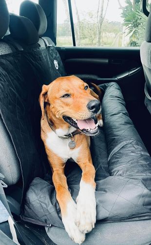 Customer photo review of Car Seat Cover