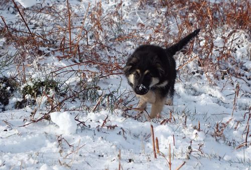 Customer photo review of Croquettes de volaille riches en ingrédients frais (chiot)