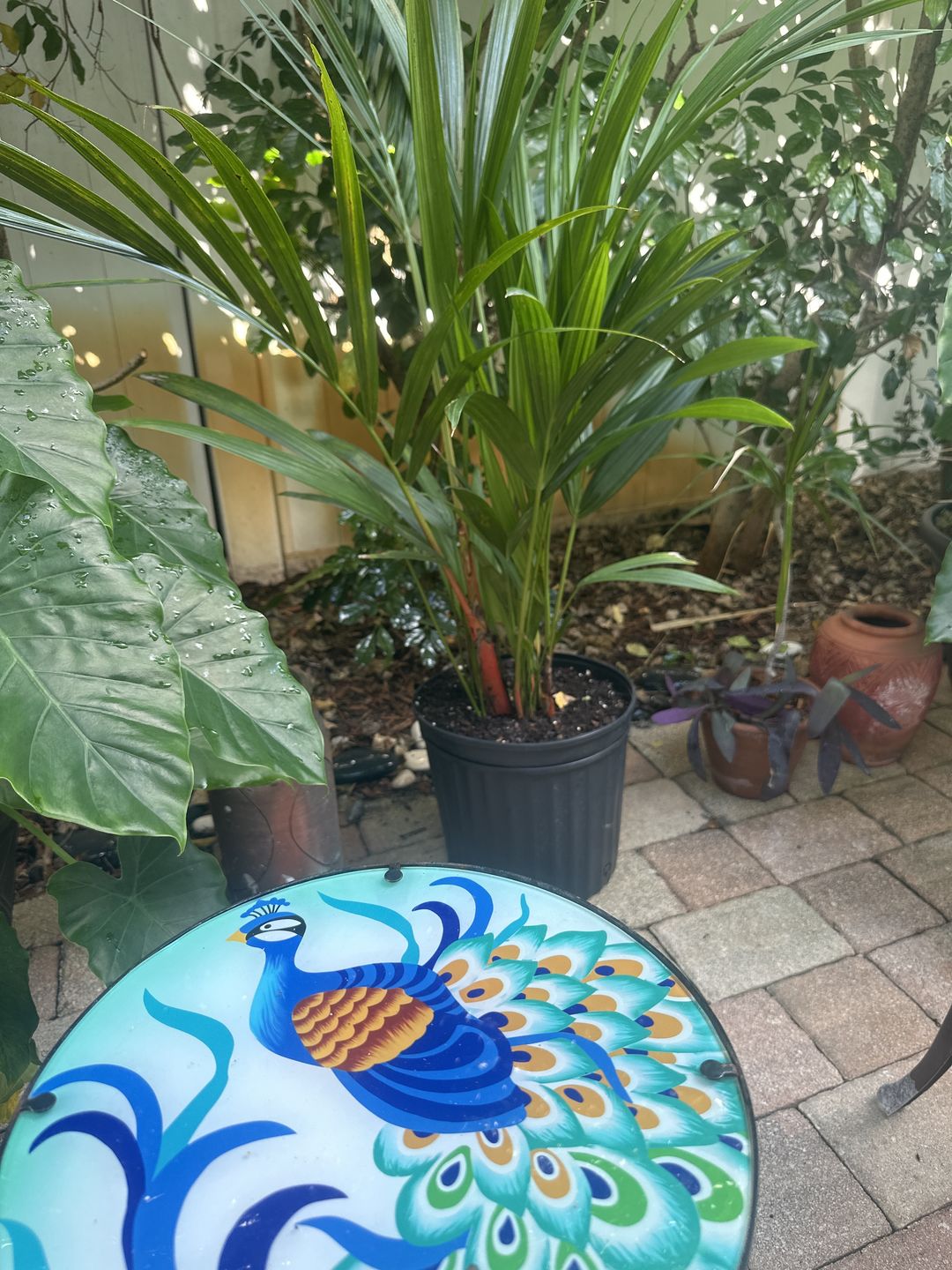 Customer photo review of Lipstick Palm Red Sealing Wax Palm, Exotic and Rare