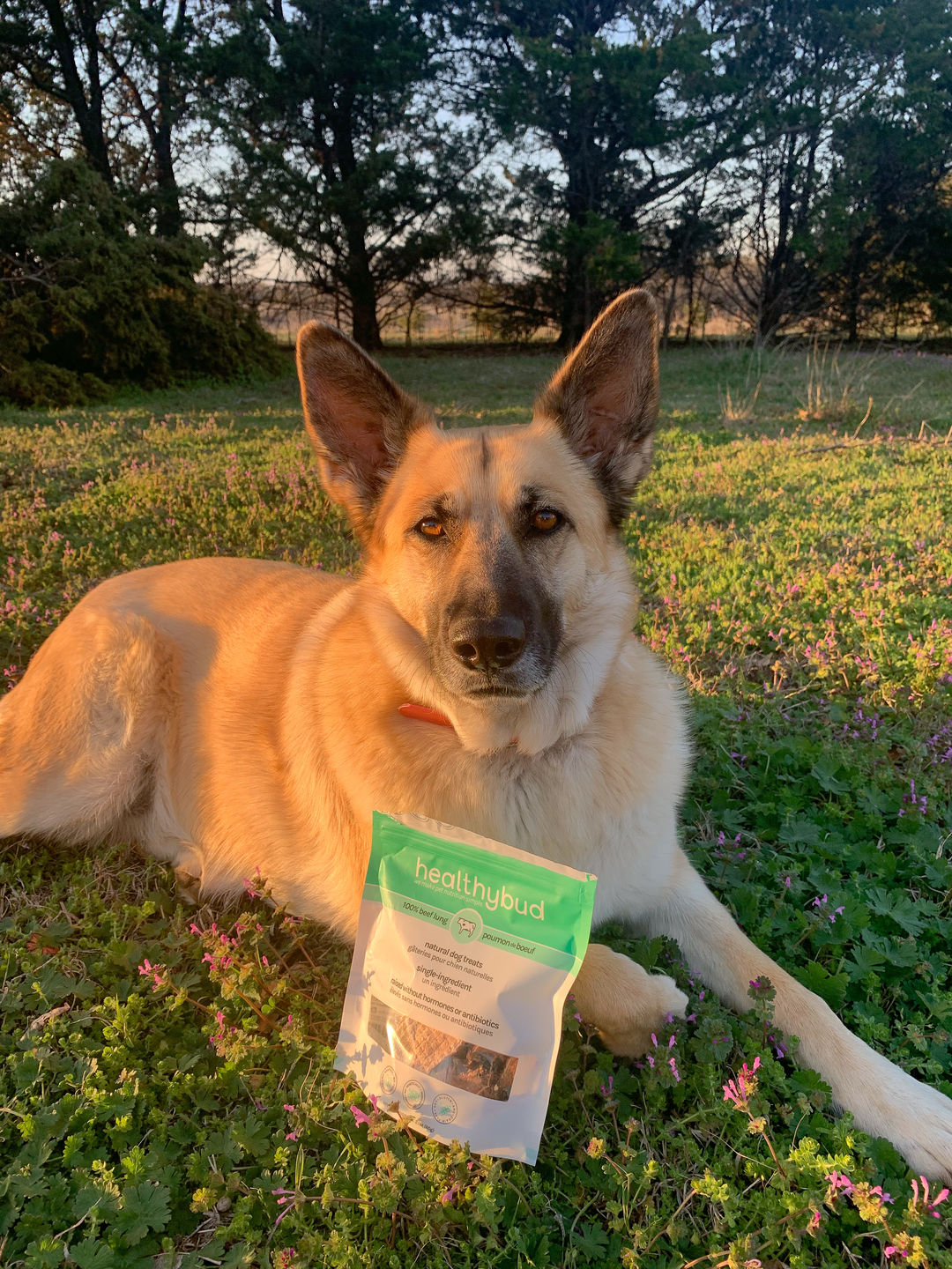 Customer photo review of Beef Lung Wafers