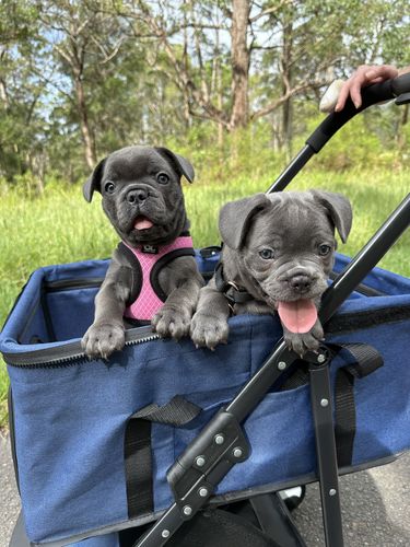 Customer photo review of PaWz Large Pet Stroller Dog Cat Carrier