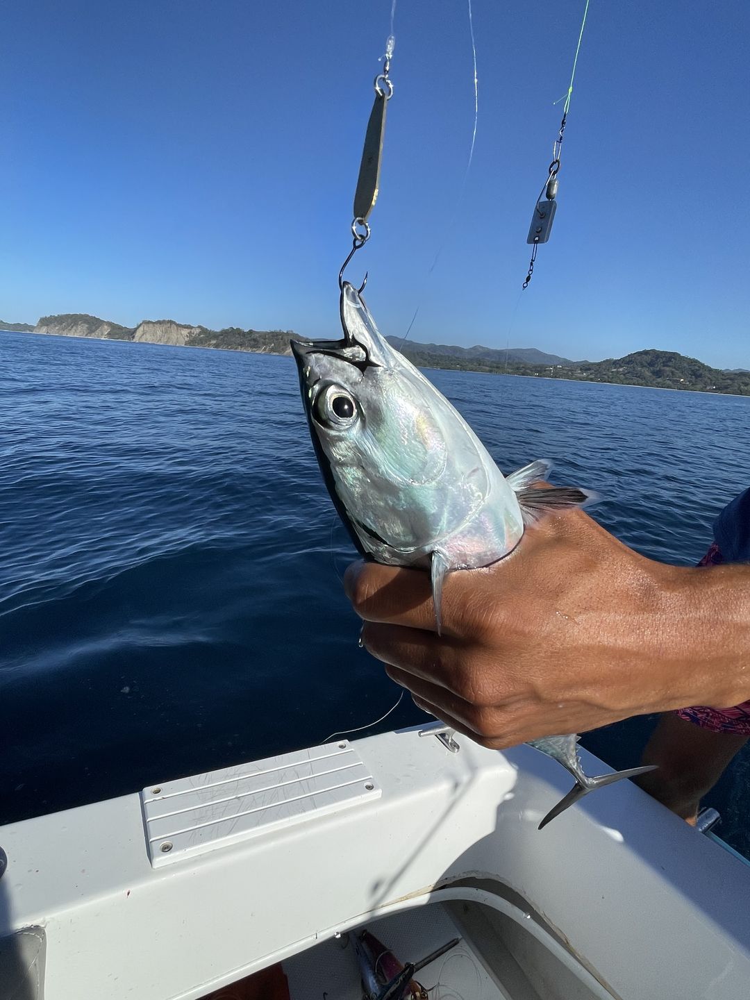 Customer photo review of Titan Rooster