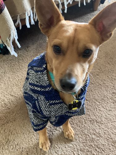 Customer photo review of Playa Poncho - Surprise Color