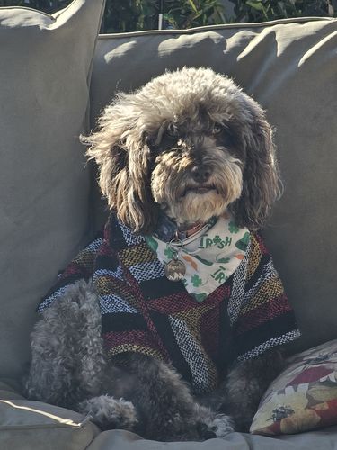 Customer photo review of Playa Poncho - Surprise Color