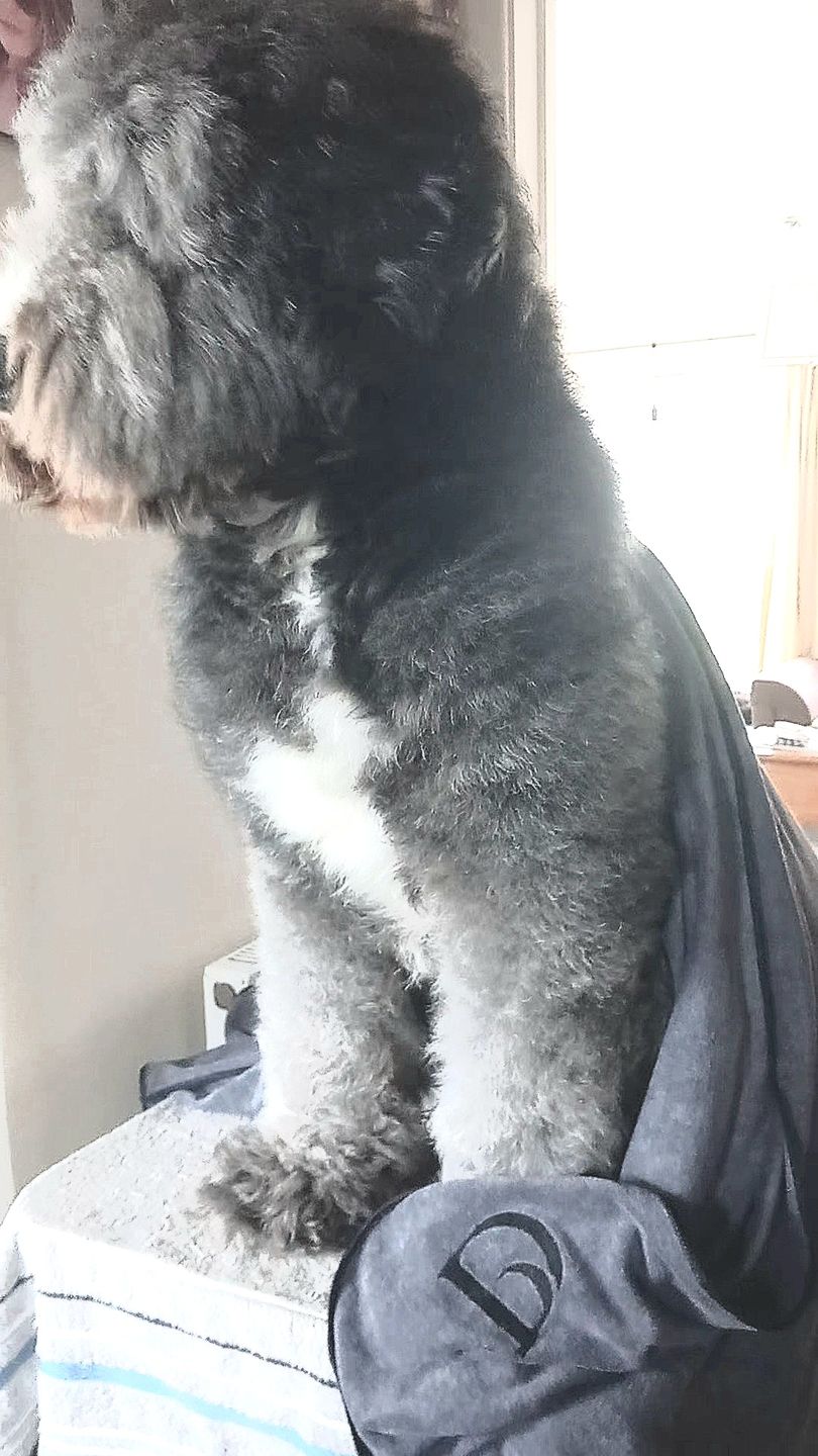Customer photo review of Luxury Dog Towel