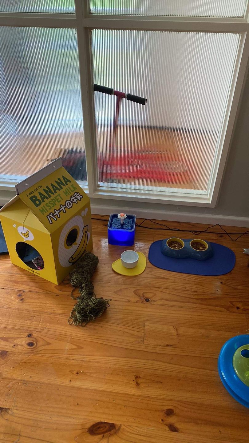 Customer photo review of Misspet Milk Box Cat Scratcher and Nest