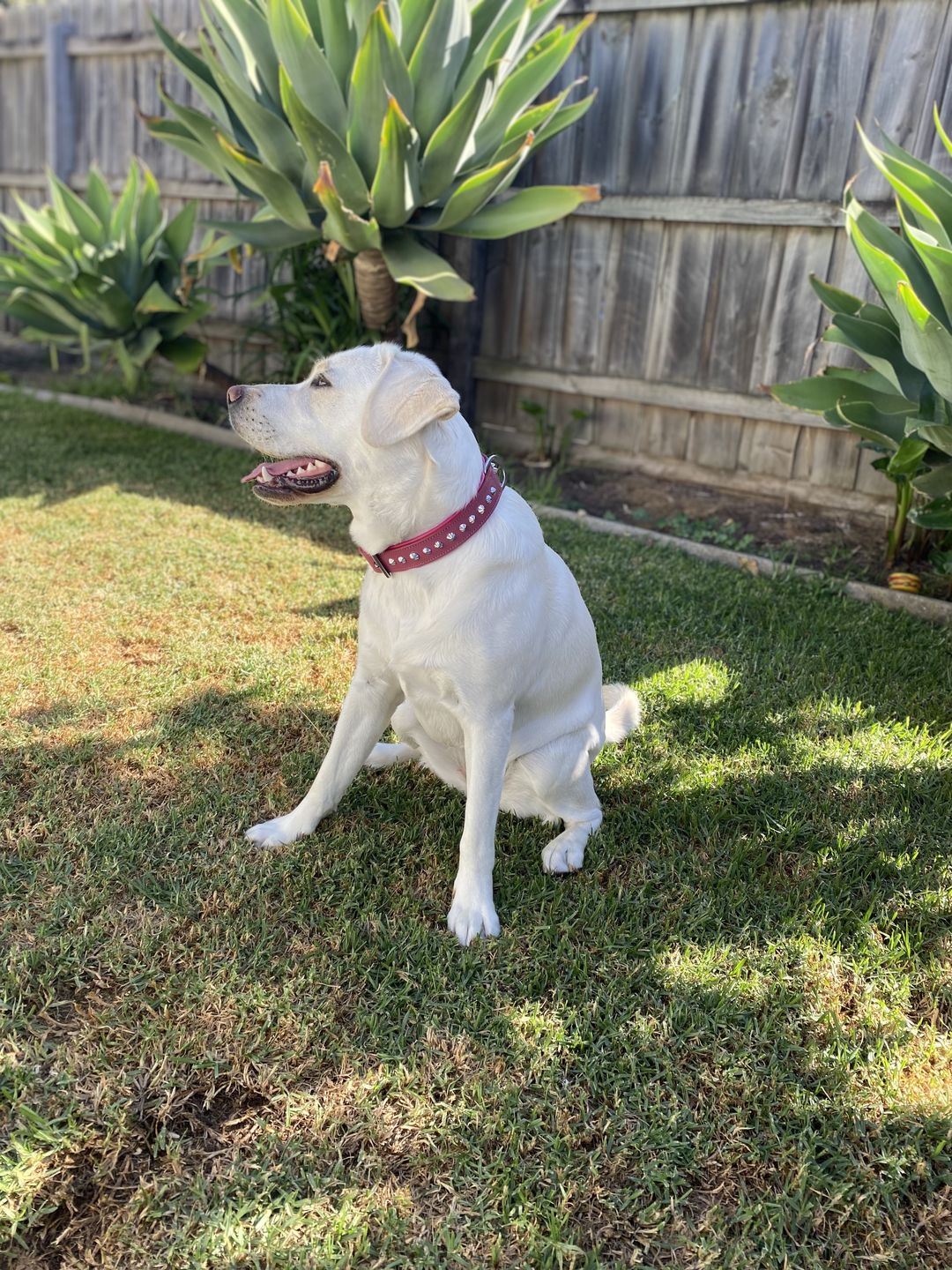 Customer photo review of Hand Made Leather Dog Collar - Imperial Dusky Pink & Chrome (Slim Fit)
