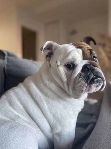Customer photo review of Australia's Best Stinky Dog Shampoo