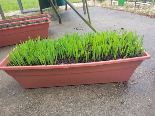 Customer photo review of Cat Grass Seeds Bulk