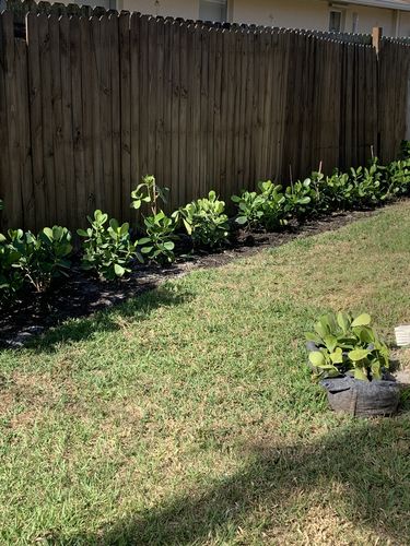 Customer photo review of Clusia