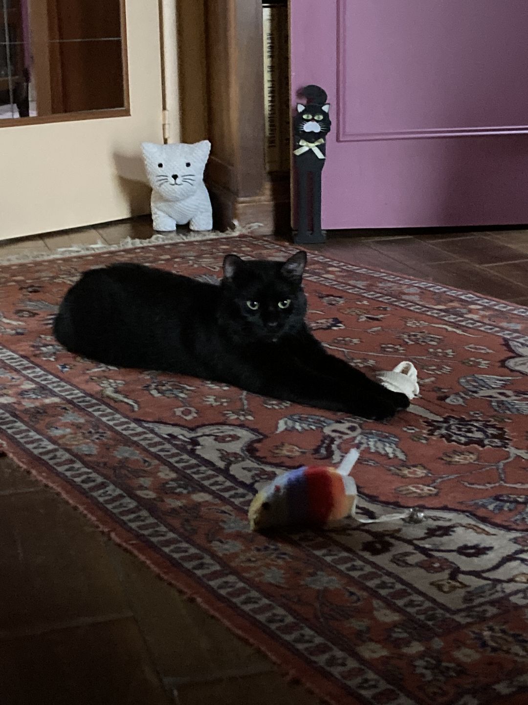 Customer photo review of Pâtées riches en volaille & aux courgettes (chat stérilisé et chat adulte)