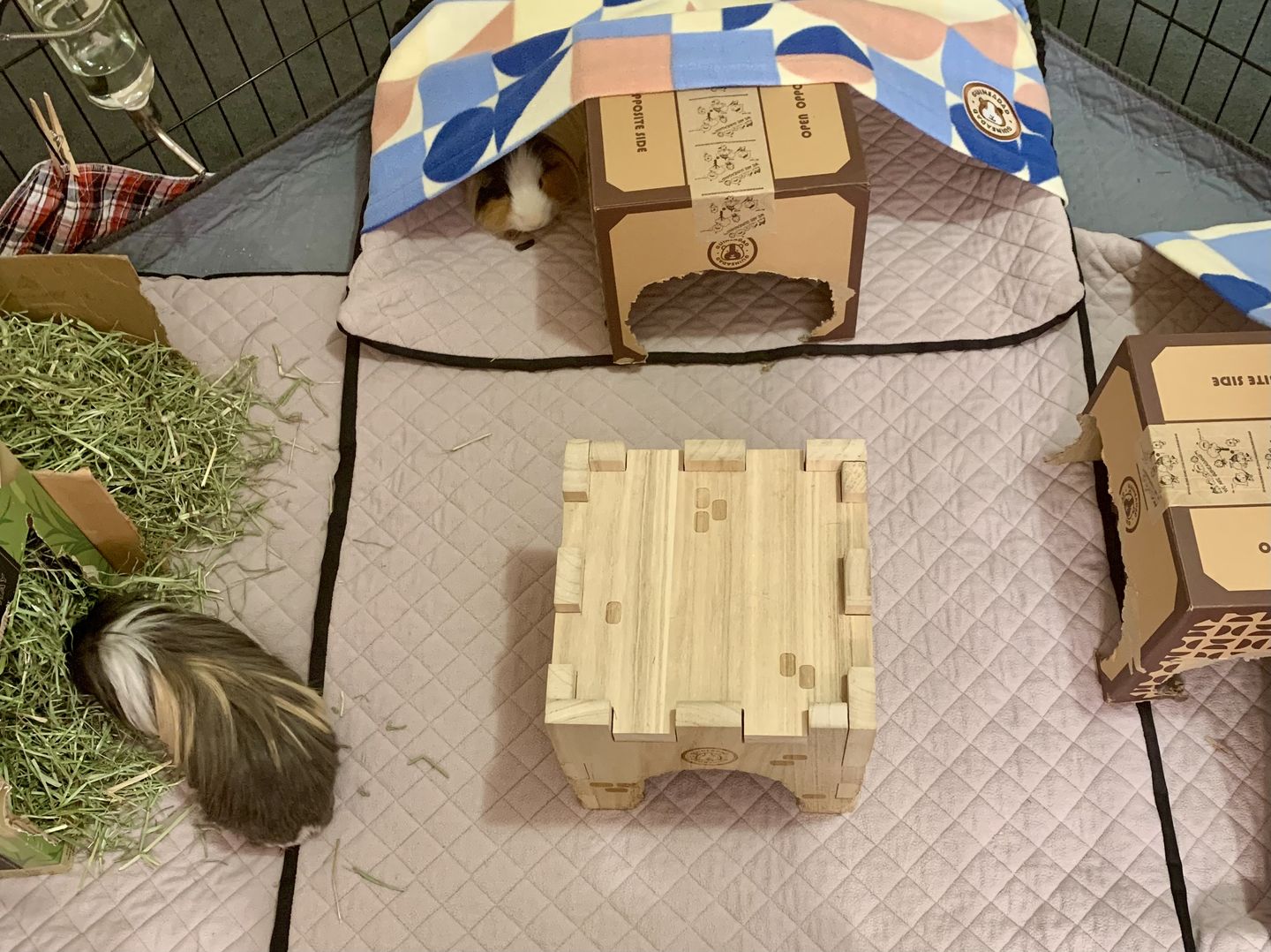 Customer photo review of GuineaDad Queen's Castle - Guinea Pig Toy - Safe and Fun