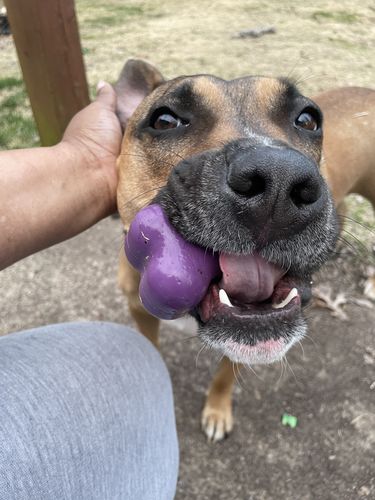 Customer photo review of Freezbone's Bundle