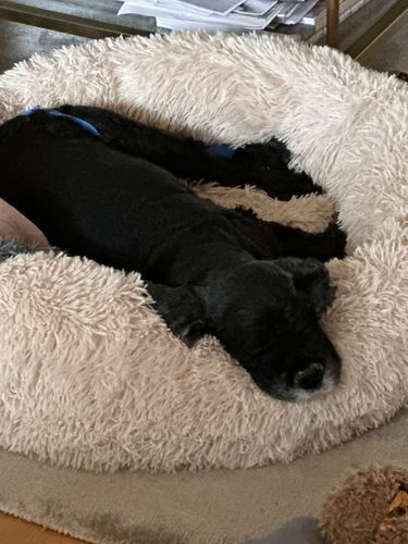 Customer photo review of CalmBed - Motverkar stress & hjälper mot ångest