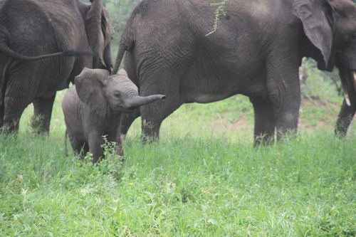 Customer photo review of Elephant Strength Gin 500ml