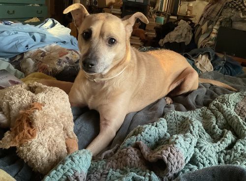 Customer photo review of Salmon Omega Soft Chew Bites for Dogs - 120 Count