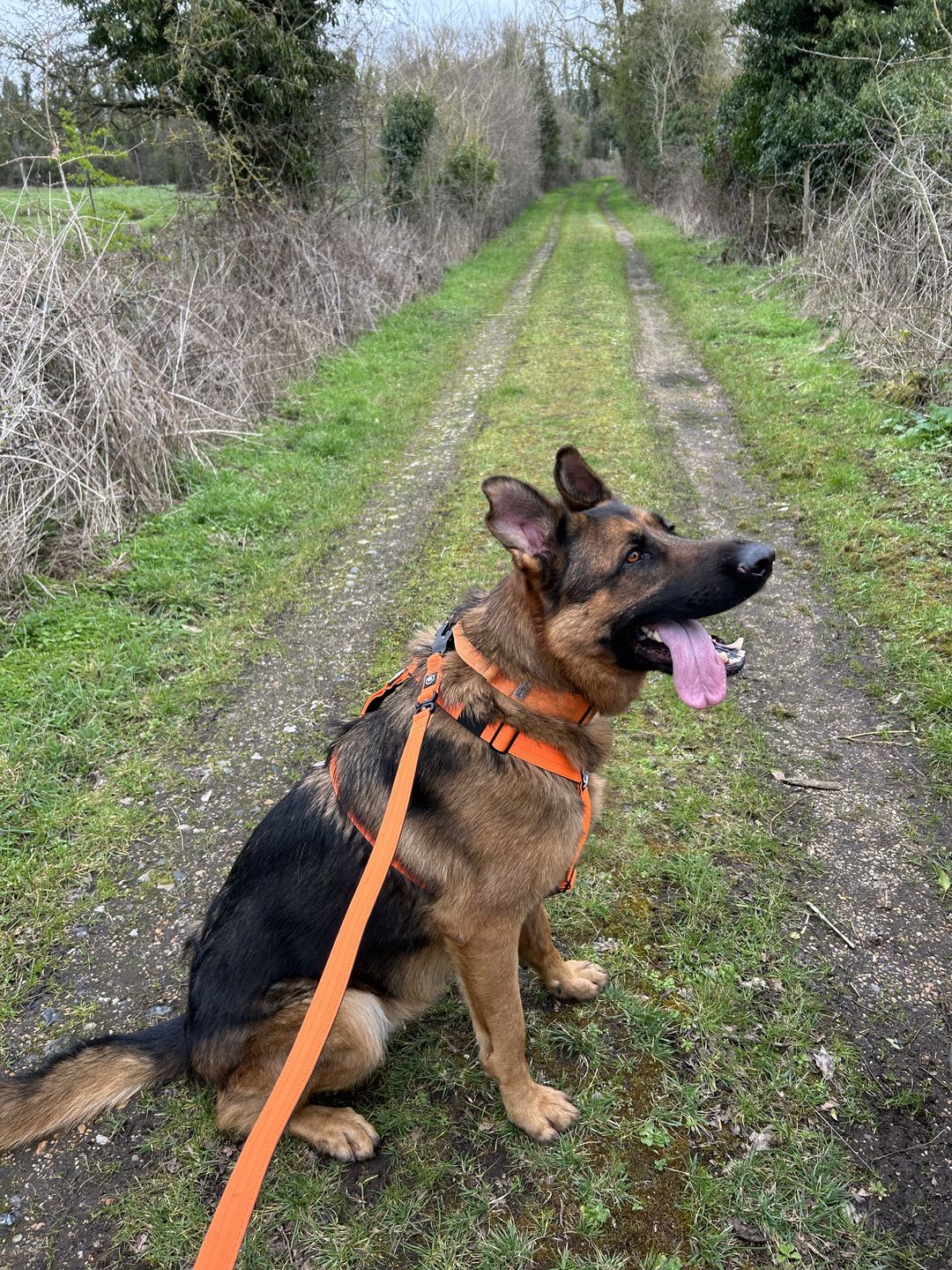 Customer photo review of 1.4m Swivel Combat Lead | Neoprene Lined, Secure Rated Clip with Soft Handle - Orange