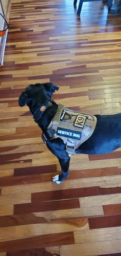 Customer photo review of Classic Heavy-Duty Tactical No-Pull Team K9™ Dog Harness With Front & Back D-Rings, Quick-Release Metal-Buckles, Hook & Loop Panels, & Top Handle