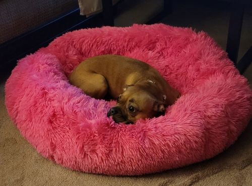 Customer photo review of Calming Dog Bed Australia | Anti Anxiety Dog Bed