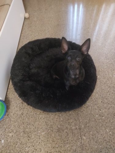 Customer photo review of Calming Dog Bed Australia | Anti Anxiety Dog Bed