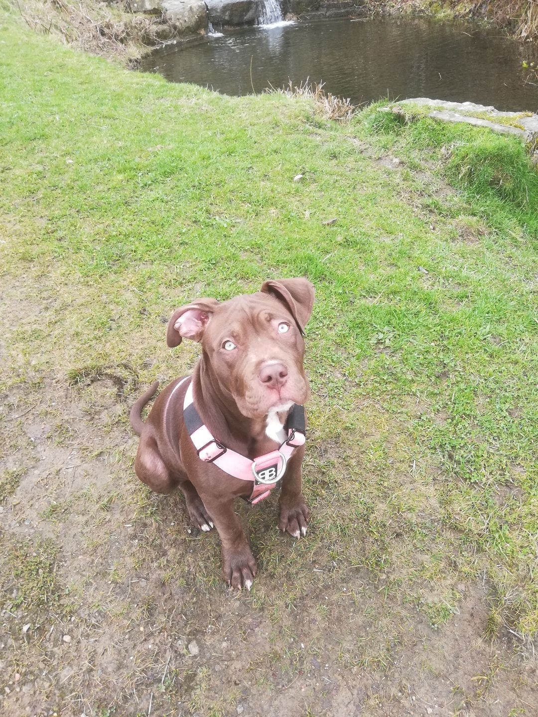Customer photo review of TRI-Harness® | Anti-Pull, Adjustable & Durable - Dog Trainers Choice -  Pink v2.0