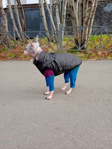 Customer photo review of Dog Coat - Winter Dog Jacket Australia