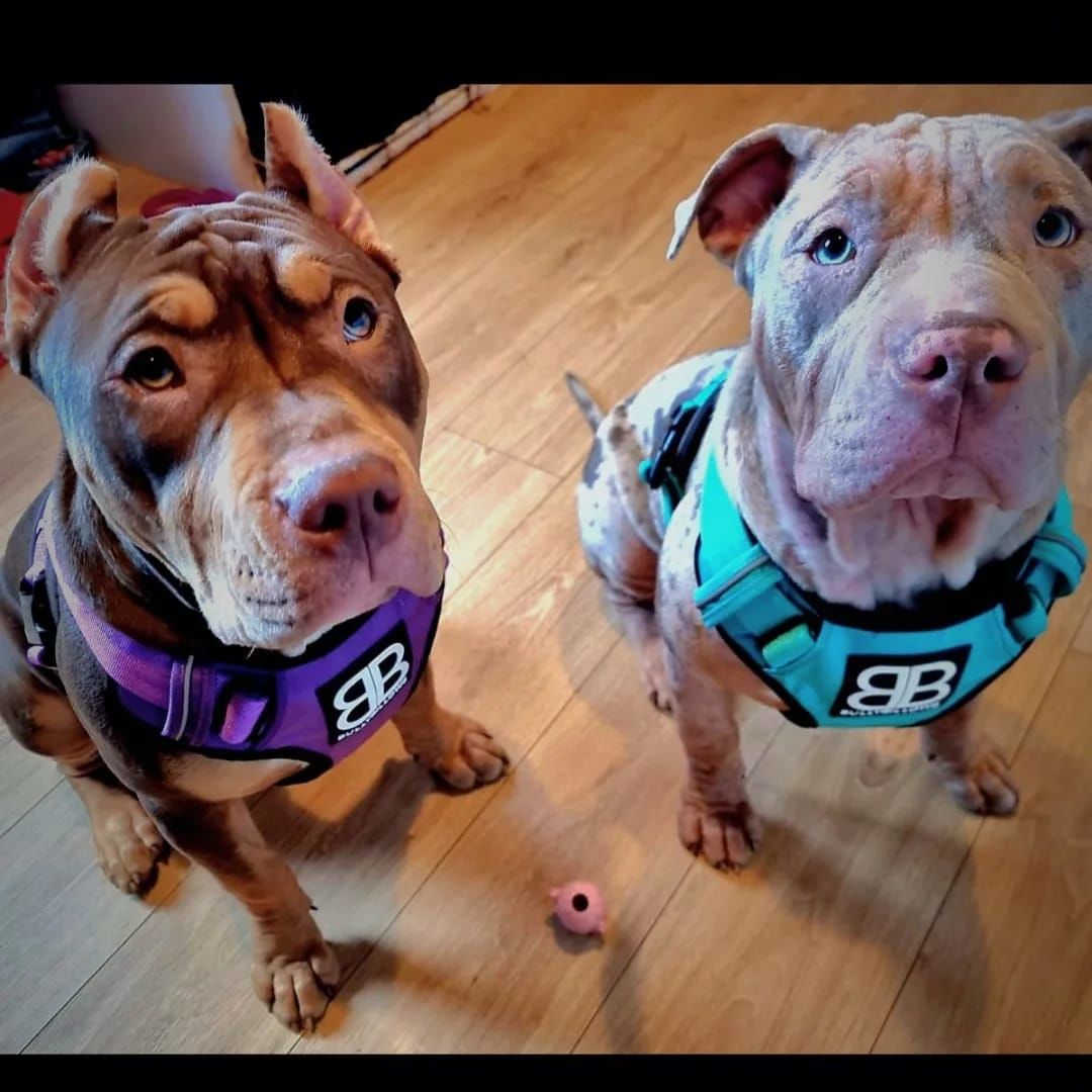 Customer photo review of Premium Comfort Harness | Non Restrictive & Adjustable - Light Blue
