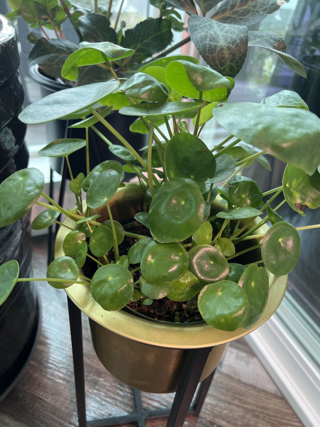 Customer photo review of Plant Care Kit