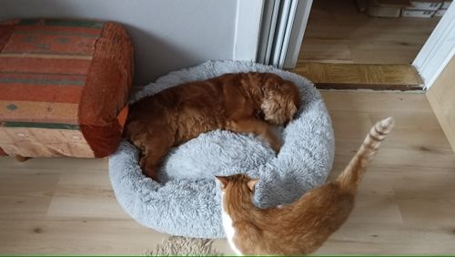 Customer photo review of Calming Dog Bed Australia | Anti Anxiety Dog Bed