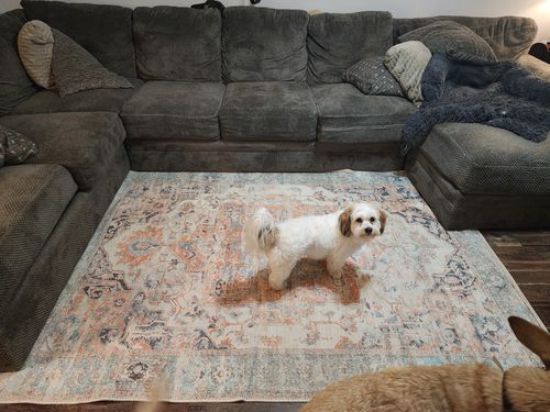 Customer photo review of Nadia Machine Washable Rug