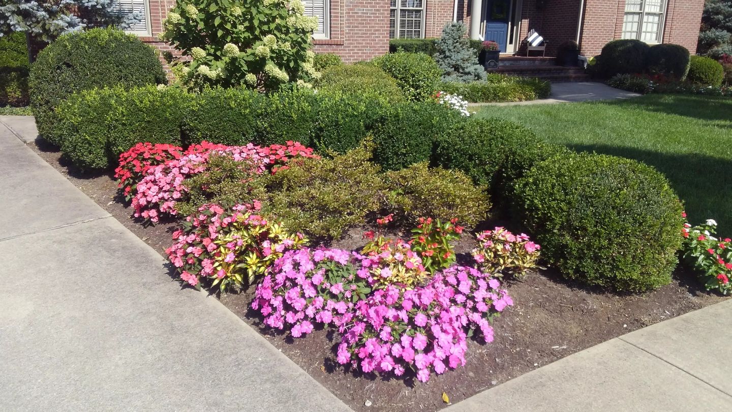 Customer photo review of CarbonizPN® Soil Enhancer