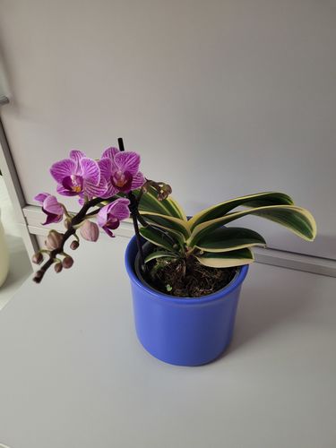 Customer photo review of Phalaenopsis Vivien variegata