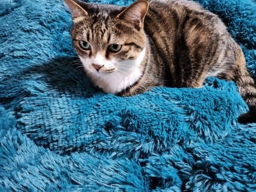 Customer photo review of Calming Dog Bed Australia | Anti Anxiety Dog Bed