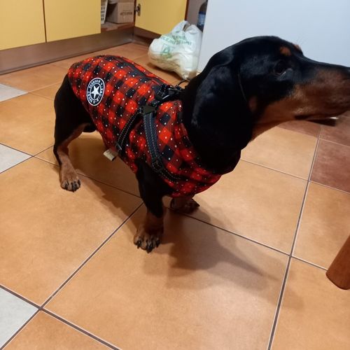 Customer photo review of Dog Coat - Winter Dog Jacket Australia