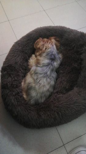 Customer photo review of Calming Dog Bed Australia | Anti Anxiety Dog Bed