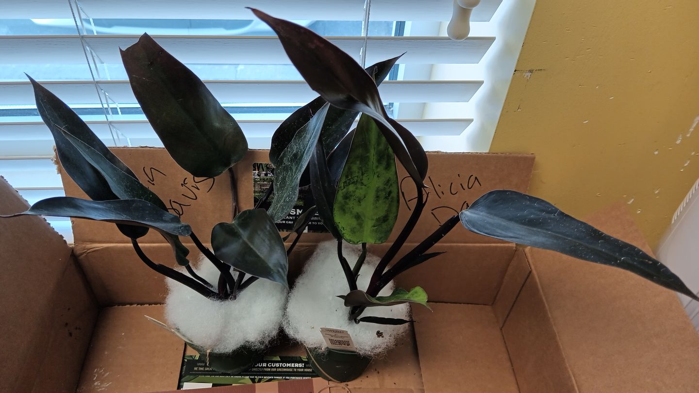 Customer photo review of 4" Philodendron 'Bloody Mary'