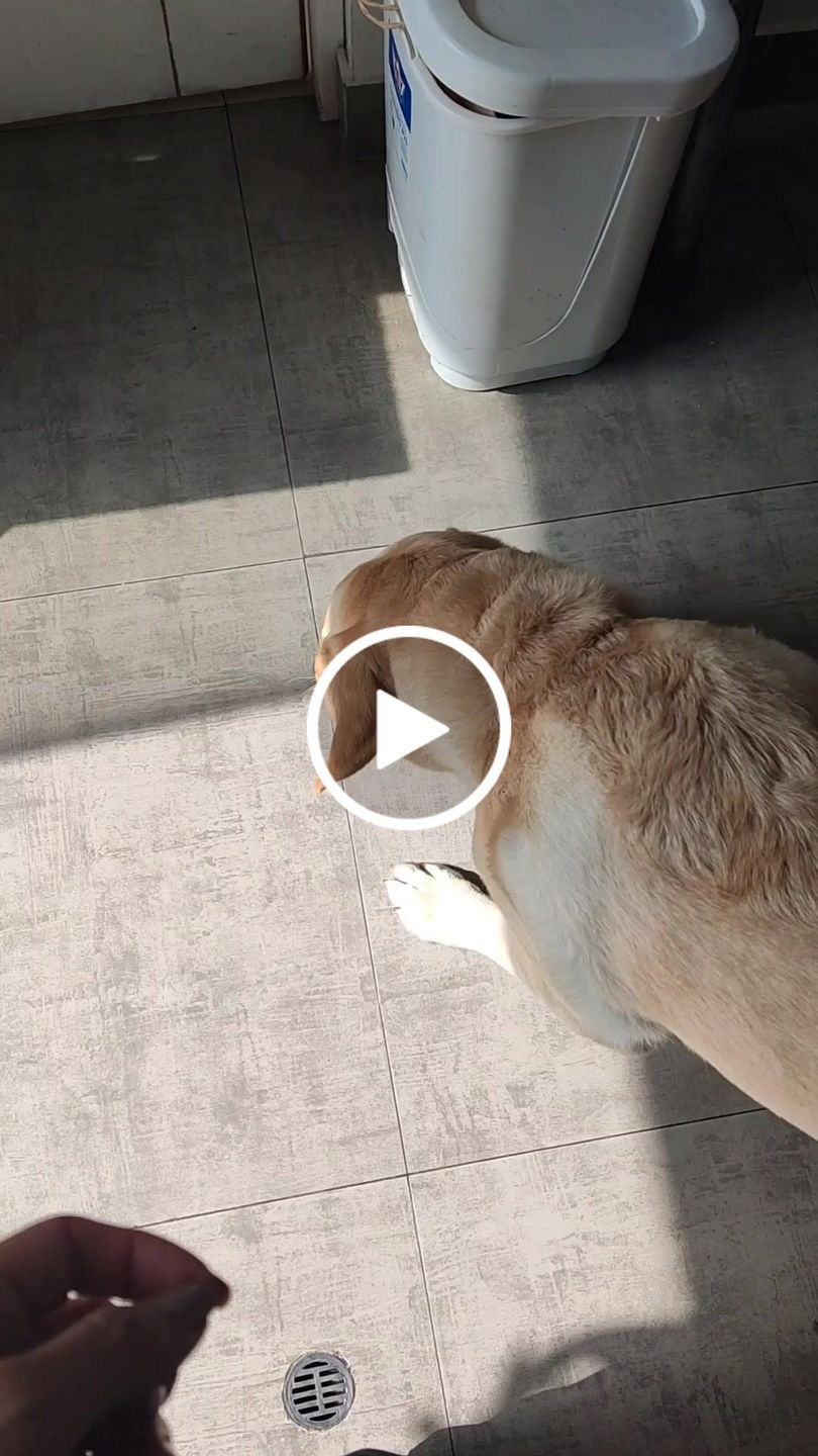 Customer video review of Alimentación Natural - Barker Pollo