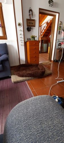 Customer photo review of Calming Dog Bed Australia | Anti Anxiety Dog Bed